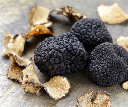 IN THE SPOTLIGHT: DE TRUFFEL