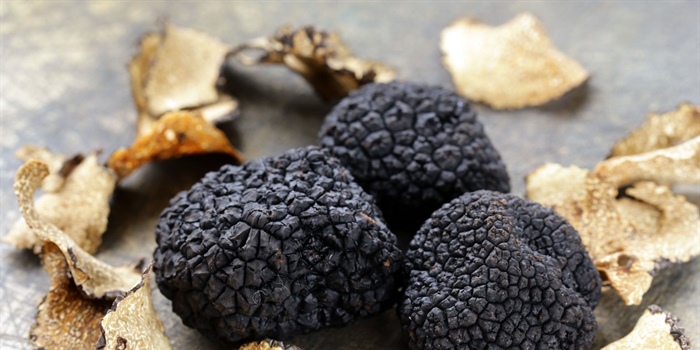 IN THE SPOTLIGHT: DE TRUFFEL